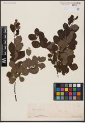 Foto von Salix aurita L.